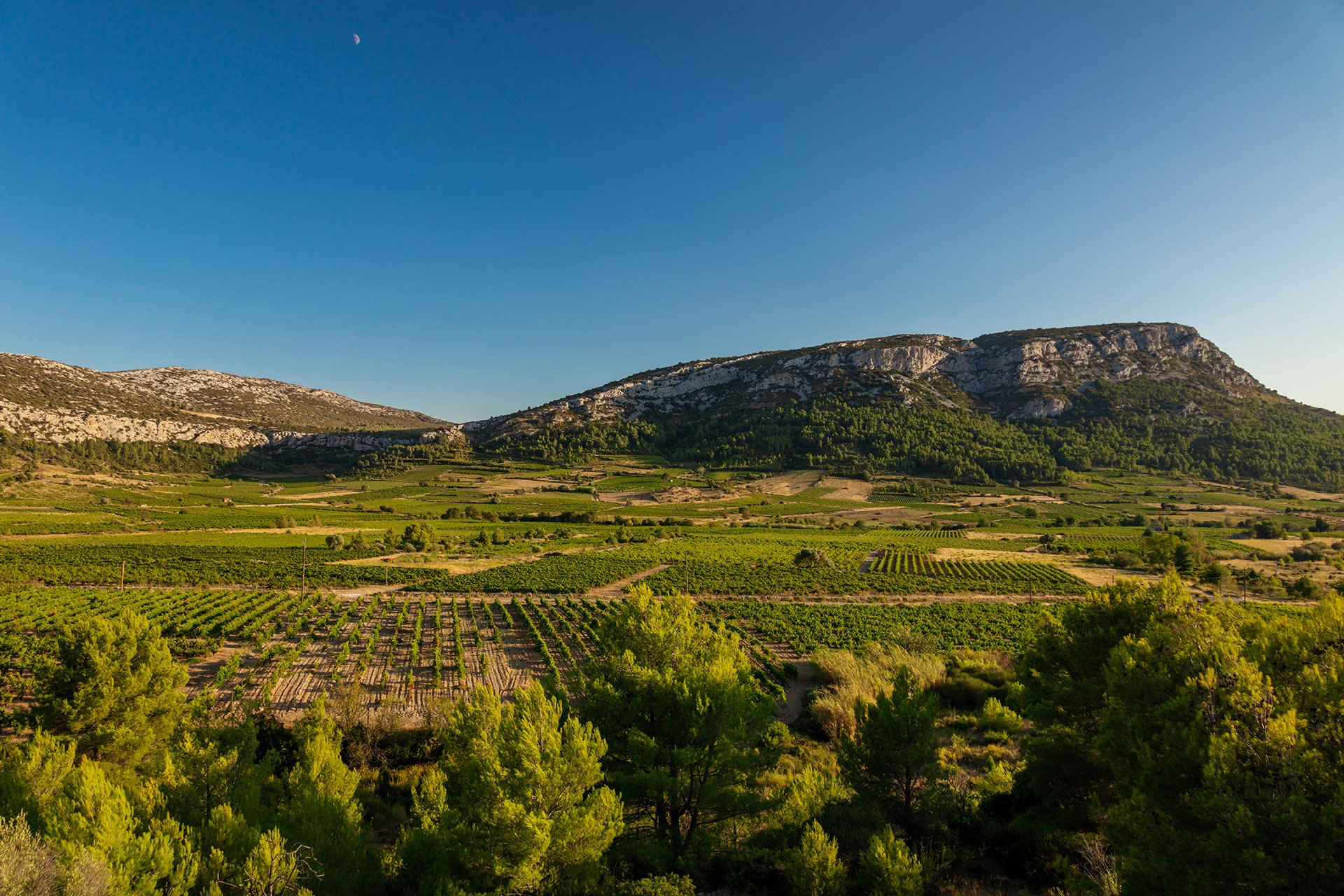 vin rouge tour de france