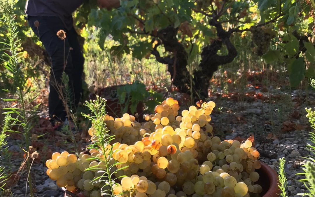 Vendanges 2020, c’est parti !