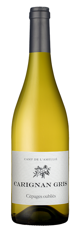 CARIGNAN GRIS